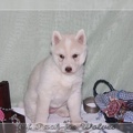 bebes-husky-siberien-elevage-a-vendre 165