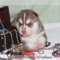 bebes-husky-siberien-elevage-a-vendre 144