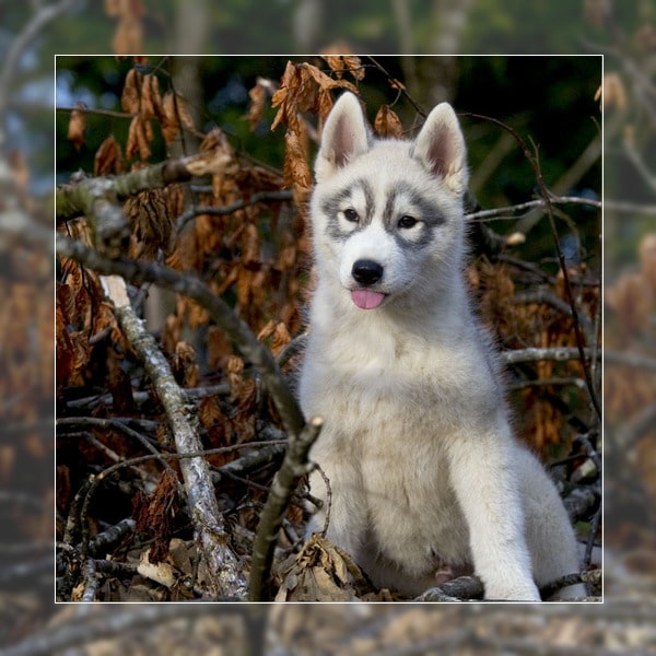Siberian husky - Elevage husky Of pack-ice wolves