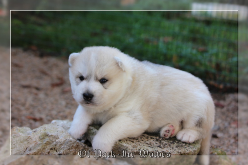 Bébé Husky sibérien de l'élevage Of pack-ice wolves