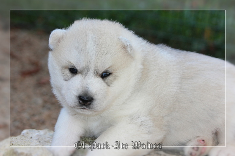 Bébé Husky sibérien de l'élevage Of pack-ice wolves