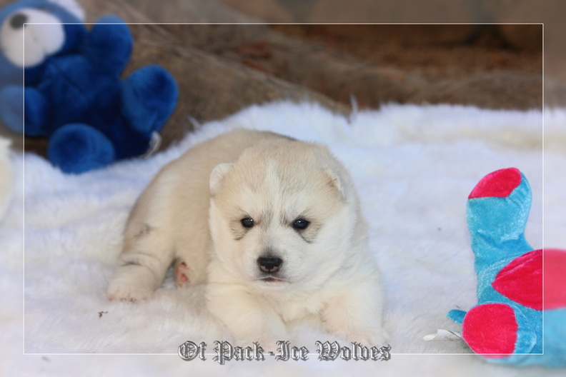 Bébé Husky sibérien de l'élevage Of pack-ice wolves