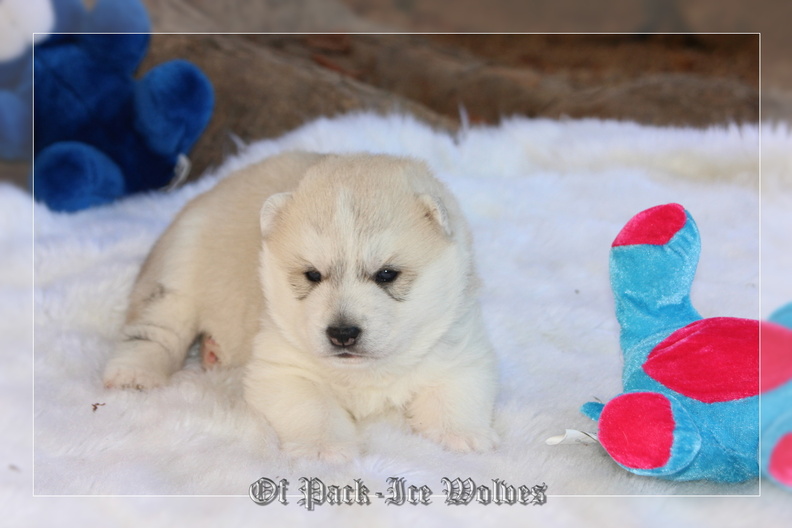 Bébé Husky sibérien de l'élevage Of pack-ice wolves