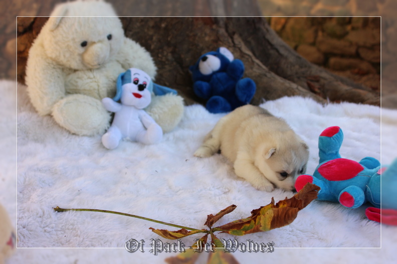 Bébé Husky sibérien de l'élevage Of pack-ice wolves