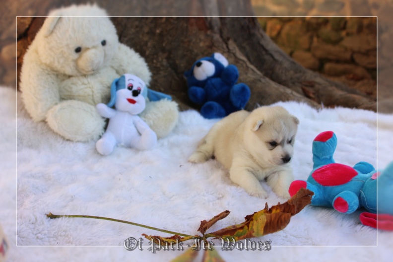 Bébé Husky sibérien de l'élevage Of pack-ice wolves