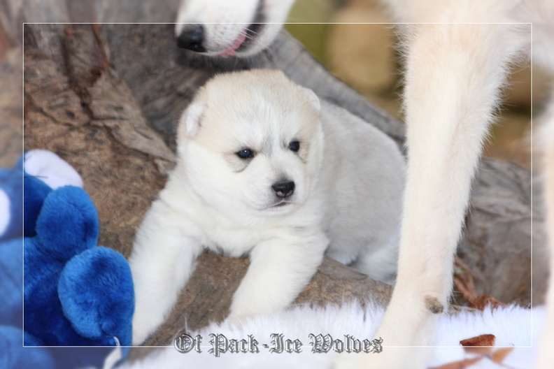 Bébé Husky sibérien de l'élevage Of pack-ice wolves