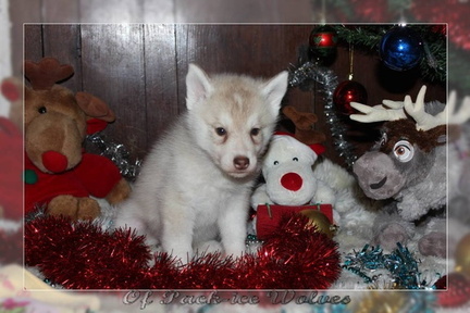 achat-chiot-husky-siberien 085