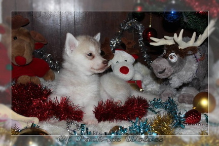 achat-chiot-husky-siberien 086