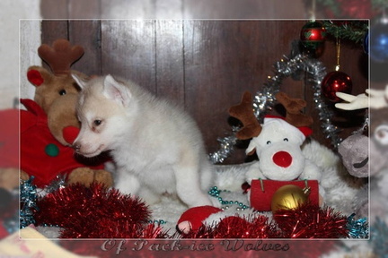 achat-chiot-husky-siberien 088