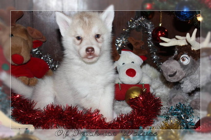 achat-chiot-husky-siberien 089