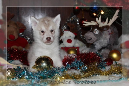 achat-chiot-husky-siberien 091