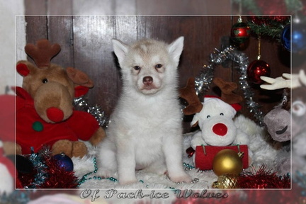 achat-chiot-husky-siberien 092