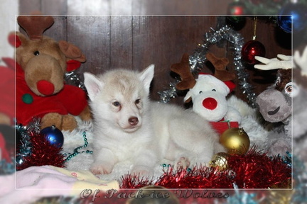 achat-chiot-husky-siberien 093