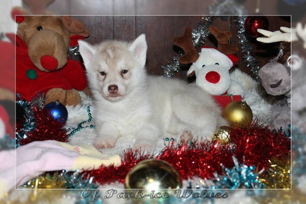 achat-chiot-husky-siberien 094