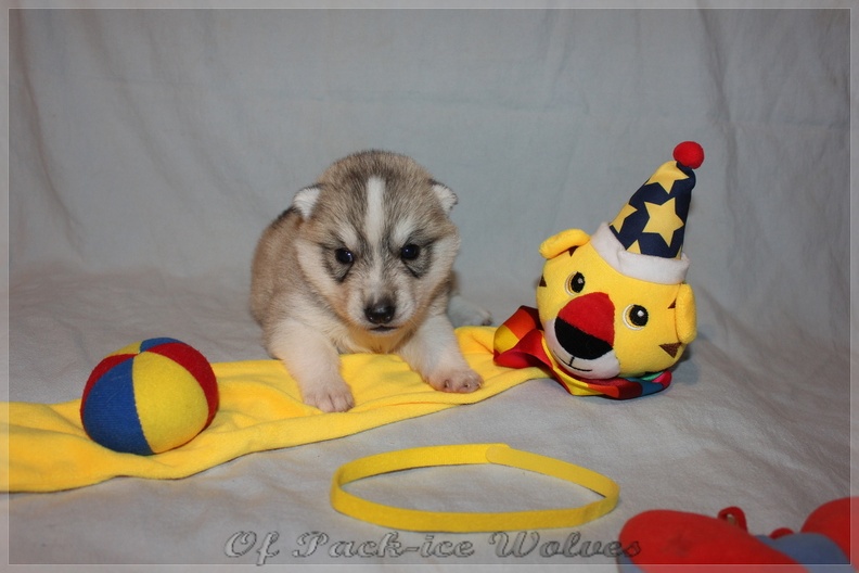 chiot-husky-de-siberie 387