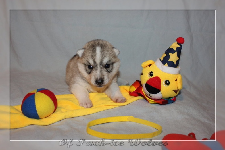 chiot-husky-de-siberie 524