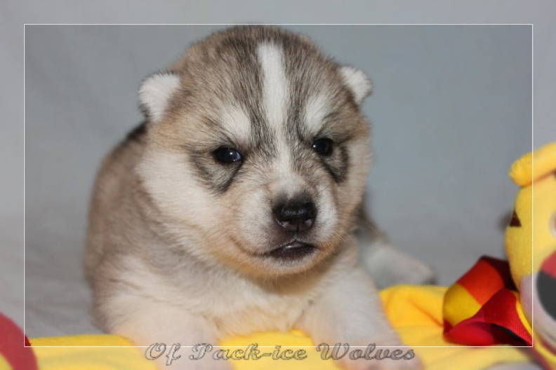 chiot-husky-de-siberie 525