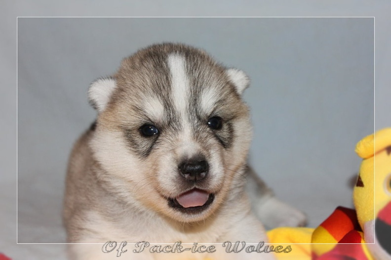 chiot-husky-de-siberie 526