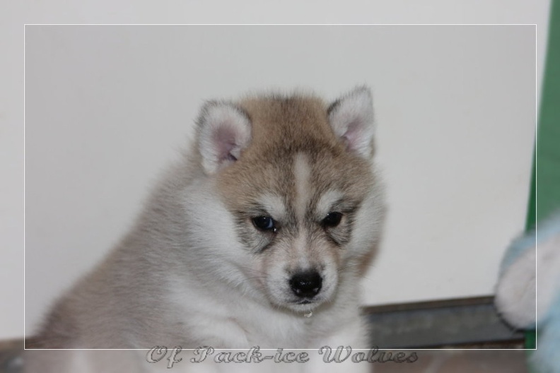 chiot-husky-de-siberie 644