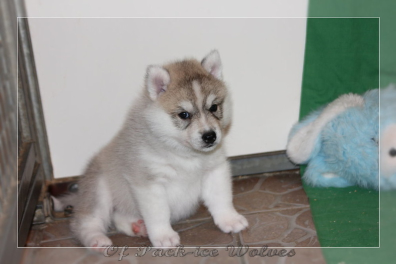 chiot-husky-de-siberie 645