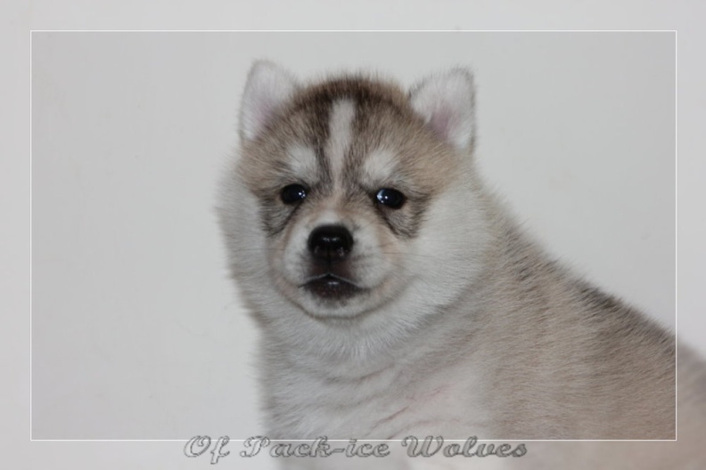 chiot-husky-de-siberie 646