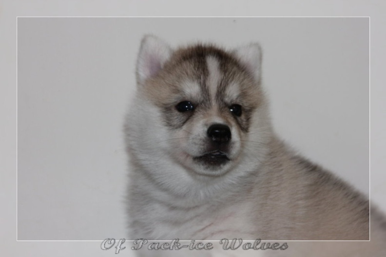 chiot-husky-de-siberie 647