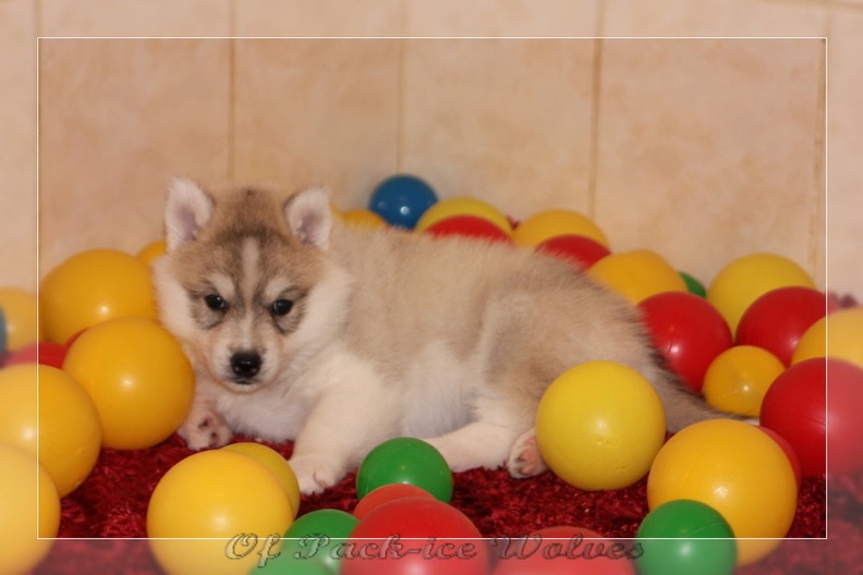 chiot-husky-de-siberie 648