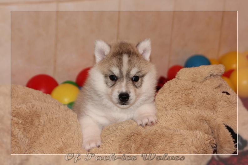 chiot-husky-de-siberie 649