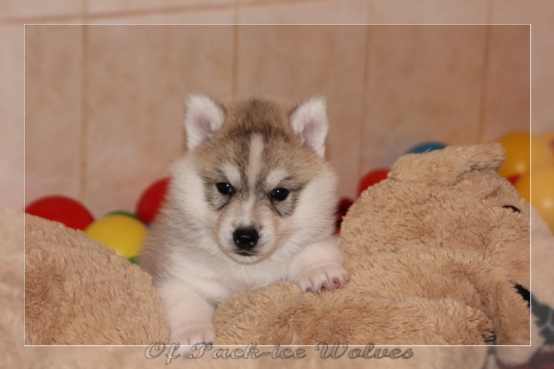 chiot-husky-de-siberie 650