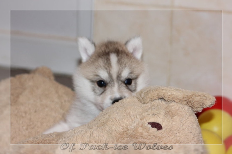 chiot-husky-de-siberie 651