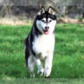 husky-siberien-noir-et-blanc-90