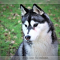 husky-siberien-noir-et-blanc-95