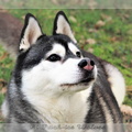 husky-siberien-noir-et-blanc-97