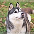 husky-siberien-noir-et-blanc-98