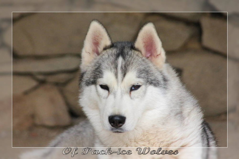 husky-siberien-gris-femelle-koumy-001.JPG