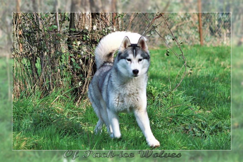husky-siberien-gris-femelle-koumy-003.JPG