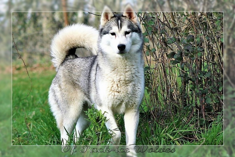 husky-siberien-gris-femelle-koumy-005.JPG