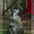 husky-siberien-gris-femelle-koumy-008
