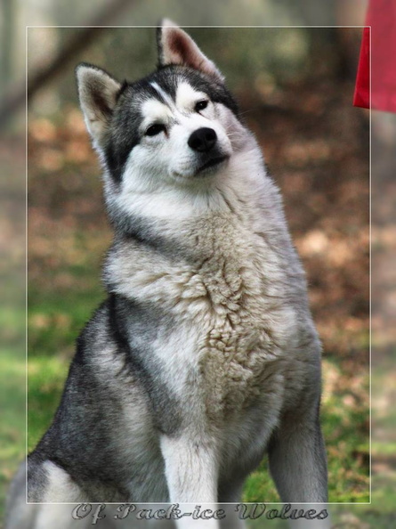 husky-siberien-gris-femelle-koumy-009.JPG