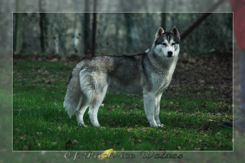 husky-siberien-gris-femelle-koumy-011.JPG