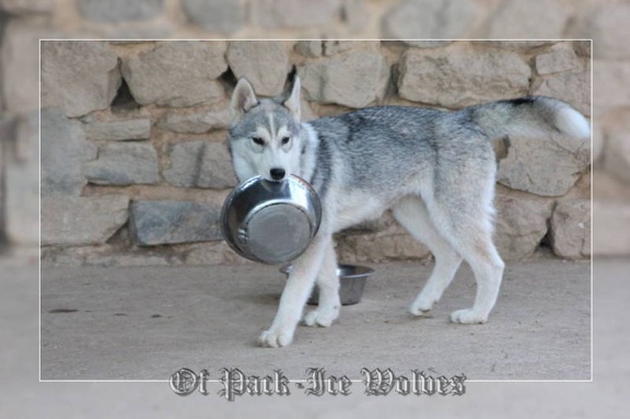 husky-siberien-gris-femelle-koumy-029