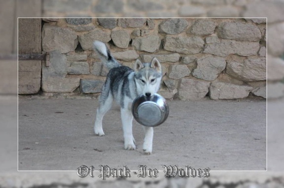 husky-siberien-gris-femelle-koumy-030