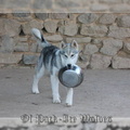 husky-siberien-gris-femelle-koumy-030