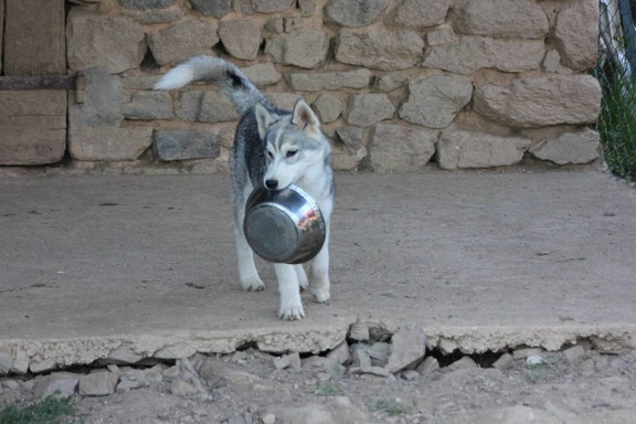 husky-siberien-gris-femelle-koumy-031