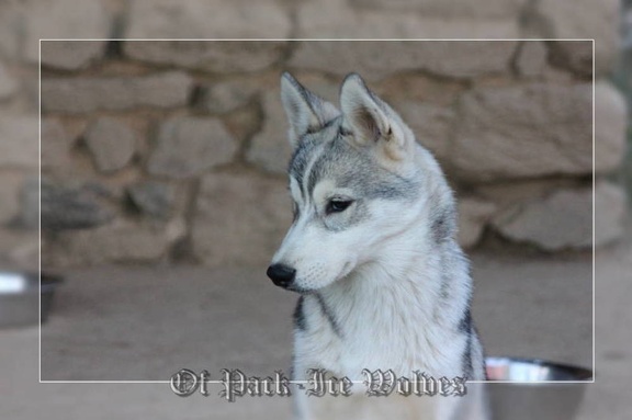 husky-siberien-gris-femelle-koumy-034