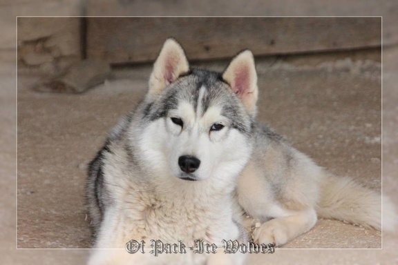 husky-siberien-gris-femelle-koumy-037