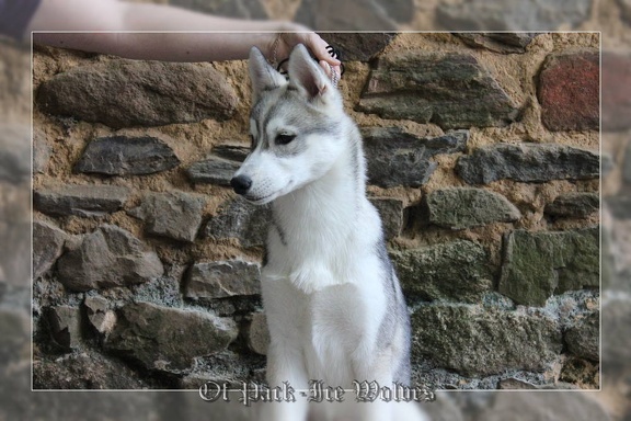 husky-siberien-gris-femelle-koumy-039