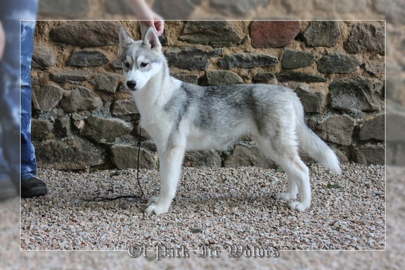 husky-siberien-gris-femelle-koumy-041