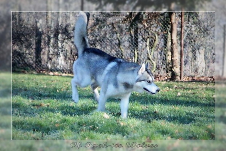 husky-siberien-male-gris-01.jpg