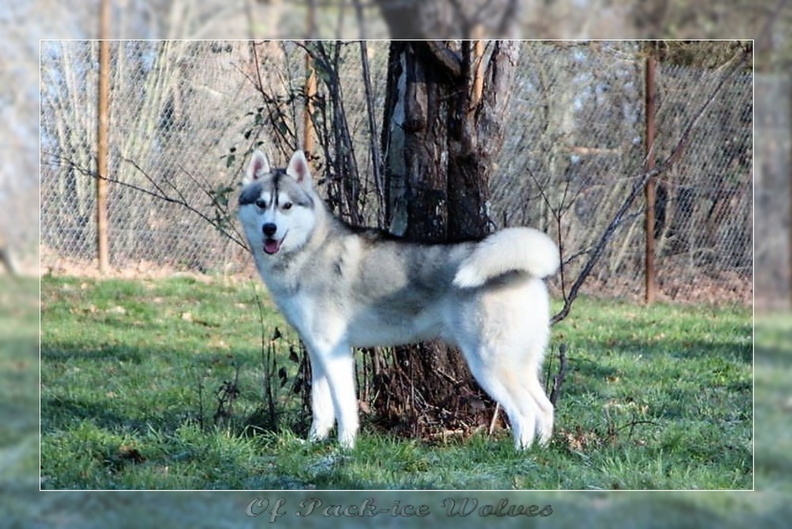 husky-siberien-male-gris-08.jpg